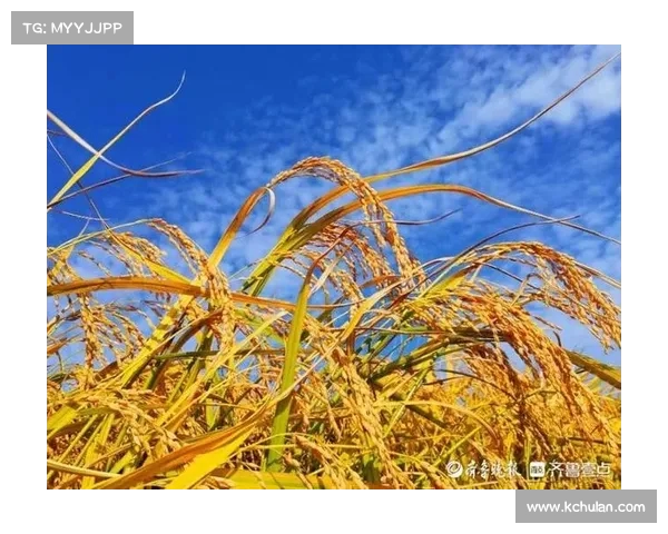 麦穗丰看好U篮新秀：她们的潜力令人期待，未来可期(麦穗这个牌子怎么样)